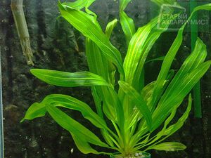 Uruguayensis Green 2.jpg