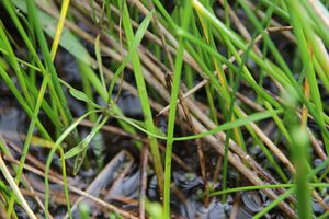 Baldellia repens ssp cavanillesii4.jpeg