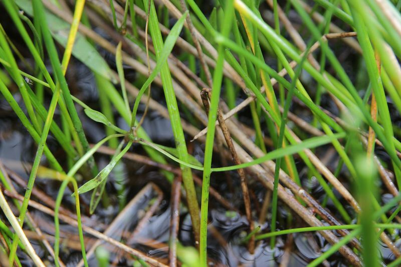 Datei:Baldellia repens ssp cavanillesii4.jpeg