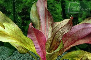 Joyo Bright Star2.jpg