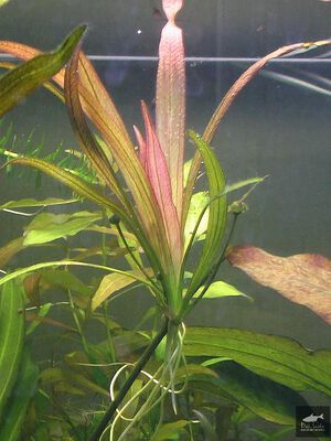 Tricolor Africanus3.jpg