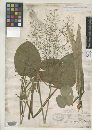 Albidella nymphaeifolia1.jpeg