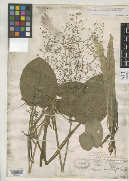 Datei:Albidella nymphaeifolia1.jpeg