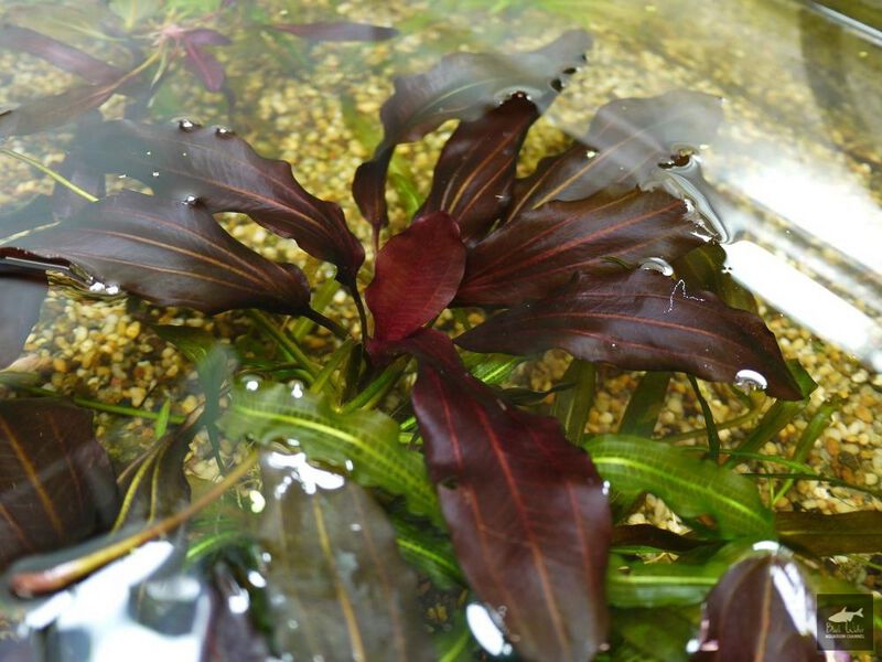 Datei:Brother of Mitchurinets1.jpg