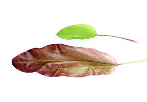 Green Chamaeleon 2.jpg