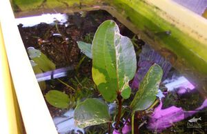 Star Of The Tundra1.jpg