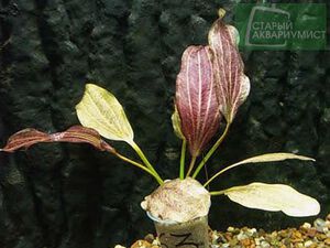 Sankt Elmsfeuer 4.jpg