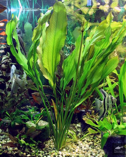 Datei:Aflame Sellovianus 1 1.jpg