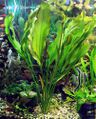 Echinodorus Aflame Sellovianus № 1