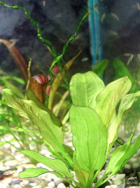 Datei:Mark Machlin2.jpg