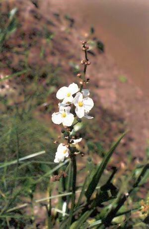 Longipetalus Micheli6.jpg