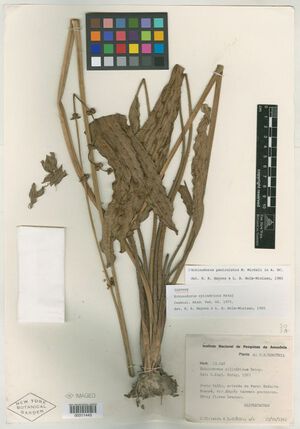 Cylindricus (Rataj)1.jpg