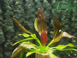 Rubra Variegata 1.jpg