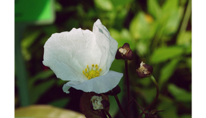 Sankt Elmsfeuer5.png