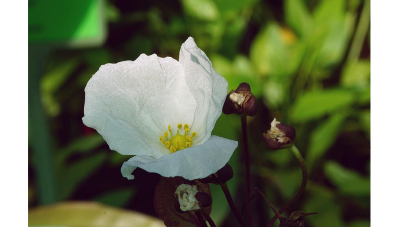 Datei:Sankt Elmsfeuer5.png