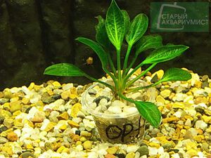 Opacus From Verde 1.jpg