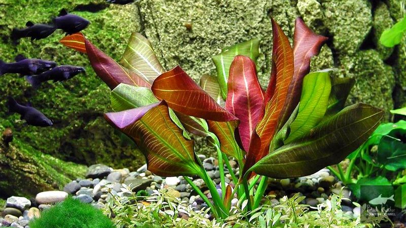 Datei:Osiris Doppel Rot 1.jpg