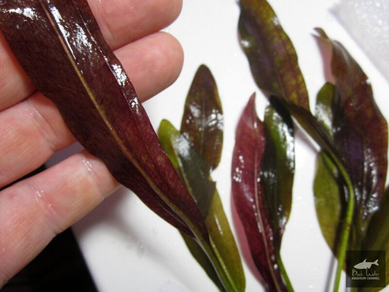 Datei:Red Condor2.jpg