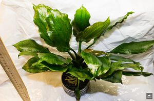 Opacus from Uruguay Round leaf.jpg