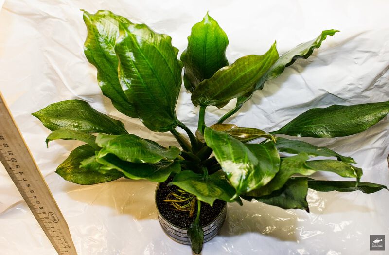 Datei:Opacus from Uruguay Round leaf.jpg