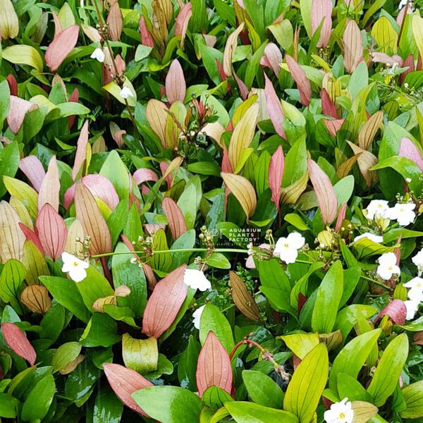 Datei:Pink Miracle1.jpg