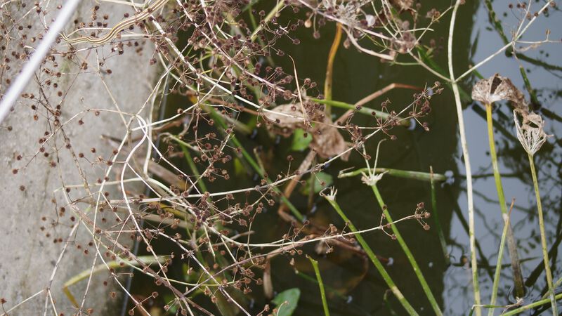 Datei:Reptilis 2.jpeg