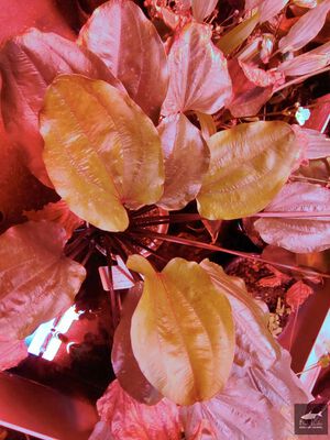 Aflame Sellovianus 3 1.jpg