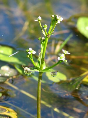 Albidella nymphaeifolia4.jpeg
