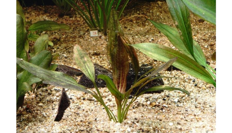 Datei:Sankt Elmsfeuer6.png