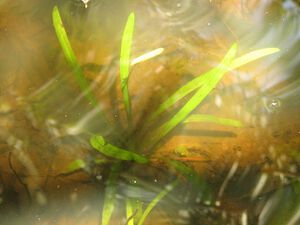 Albidella nymphaeifolia6.jpeg