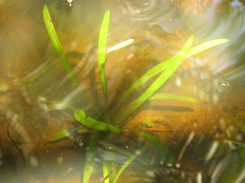 Datei:Albidella nymphaeifolia6.jpeg