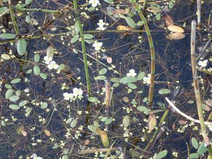 Luronium natans5.jpeg