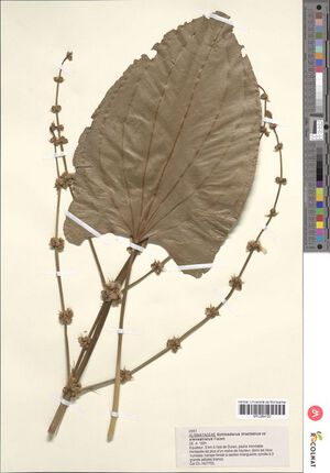 Bracteatus Micheli1.jpg