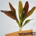 Echinodorus Titania [1]