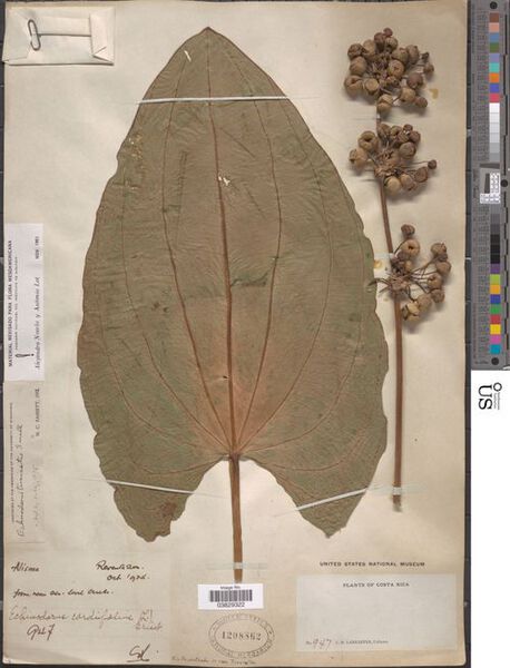 Datei:Tunicatus 5.jpg