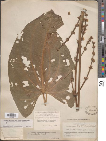 Datei:Bracteatus Micheli7.jpg