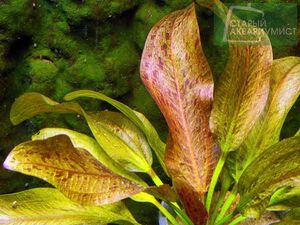 Getuepfelter harbich 4.jpg