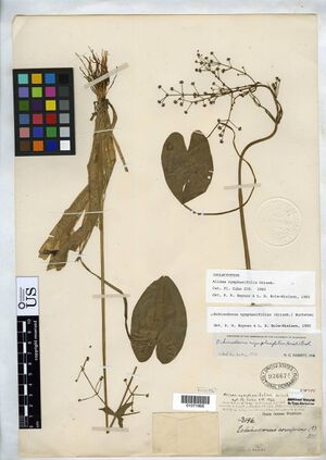 Albidella nymphaeifolia2.jpeg