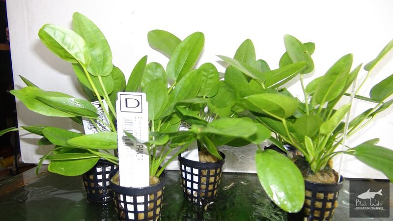 Datei:Gruner Panda2.jpg