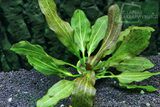 Echinodorus Spotted Nishtyak [2]