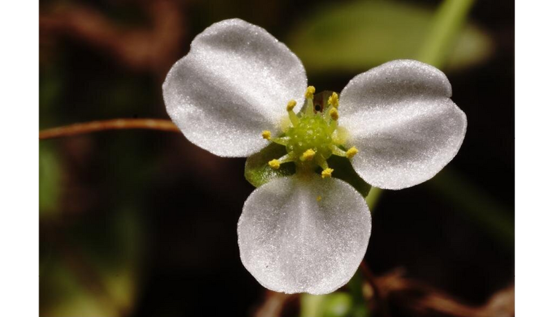 Datei:Bolivianum 2.png