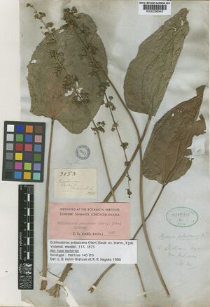 Pubescens (Mart. ex Schult.f.) Seub.jpg