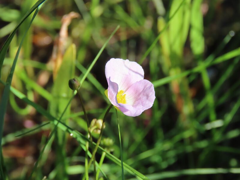 Datei:Baldellia repens1.jpeg