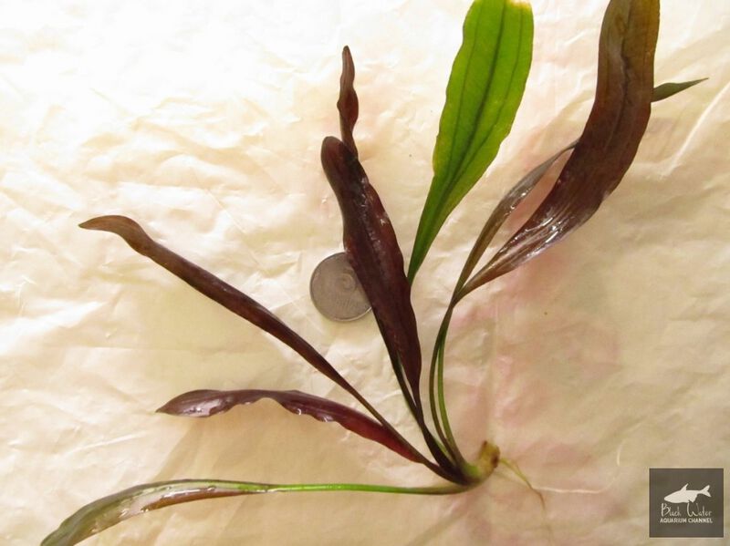 Datei:Brown Baby3.jpg