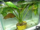 Echinodorus Serbus [1]
