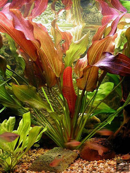 Datei:Indian Summer2.jpg