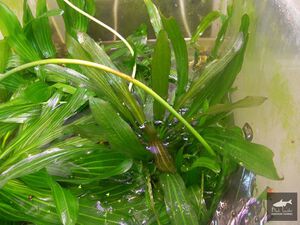 Through This and That2.jpg