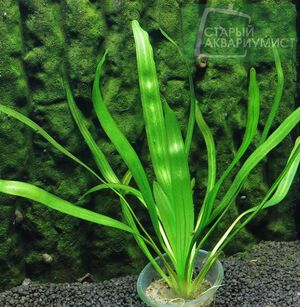 Uruguayensis Arech 3.jpg