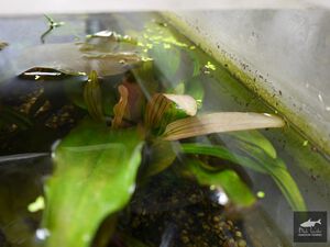 Firebarbus Name2.jpg