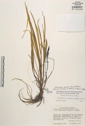 Tenellus (Mart. ex Schult. f.) Buchenau 2.jpg